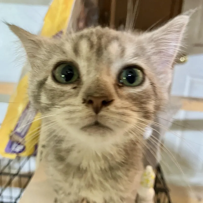 A baby medium-sized female Tabby (Gray / Blue / Silver) Domestic Short Hair cat named Thumbelina for adoption in Detroit, MI
