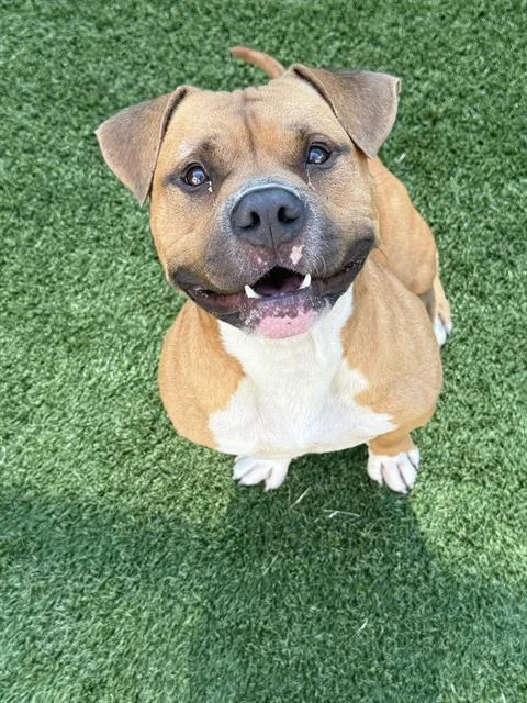 An adult medium-sized male Mixed Breed dog named Tank for adoption in Dallas, TX