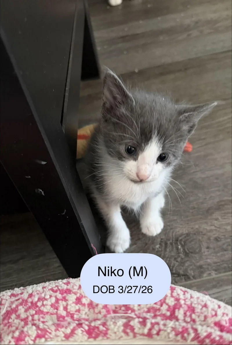 A baby medium-sized male Gray & White Domestic Short Hair cat named Niko for adoption in Vacaville, CA