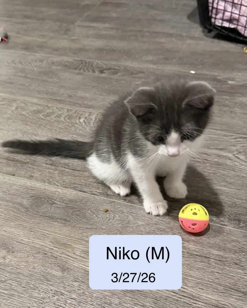 Niko thumbnail 2