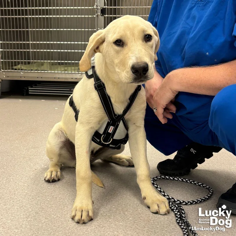 A baby large-sized male Labrador Retriever dog named Ricky for adoption in Washington, DC