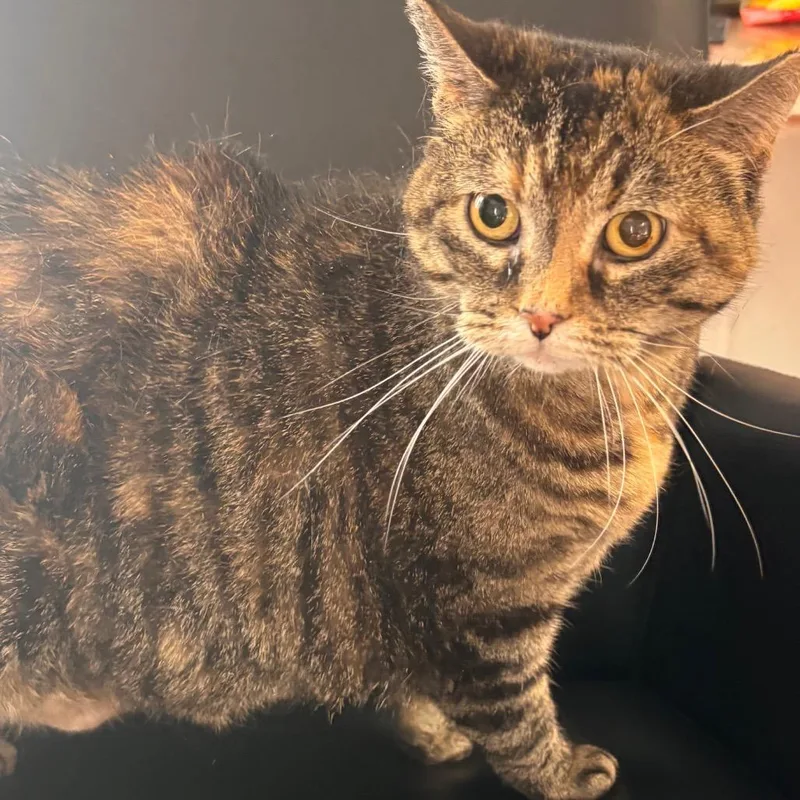 An adult large-sized female Brown / Chocolate Domestic Short Hair cat named Starburst for adoption in Belleville, IL