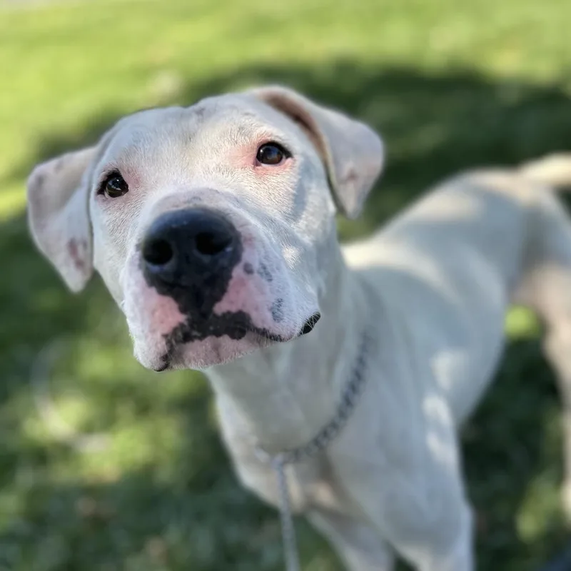 An adult medium-sized female White / Cream Pit Bull Terrier dog named Aurora Ecas for adoption in Pleasanton, CA