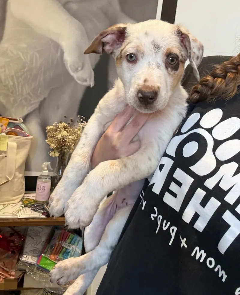 A baby medium-sized female Australian Shepherd dog named Solar for adoption in Phoenix, AZ