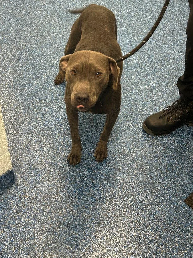 An adult medium-sized male Pit Bull Terrier dog named Smokey for adoption in Tarboro, NC