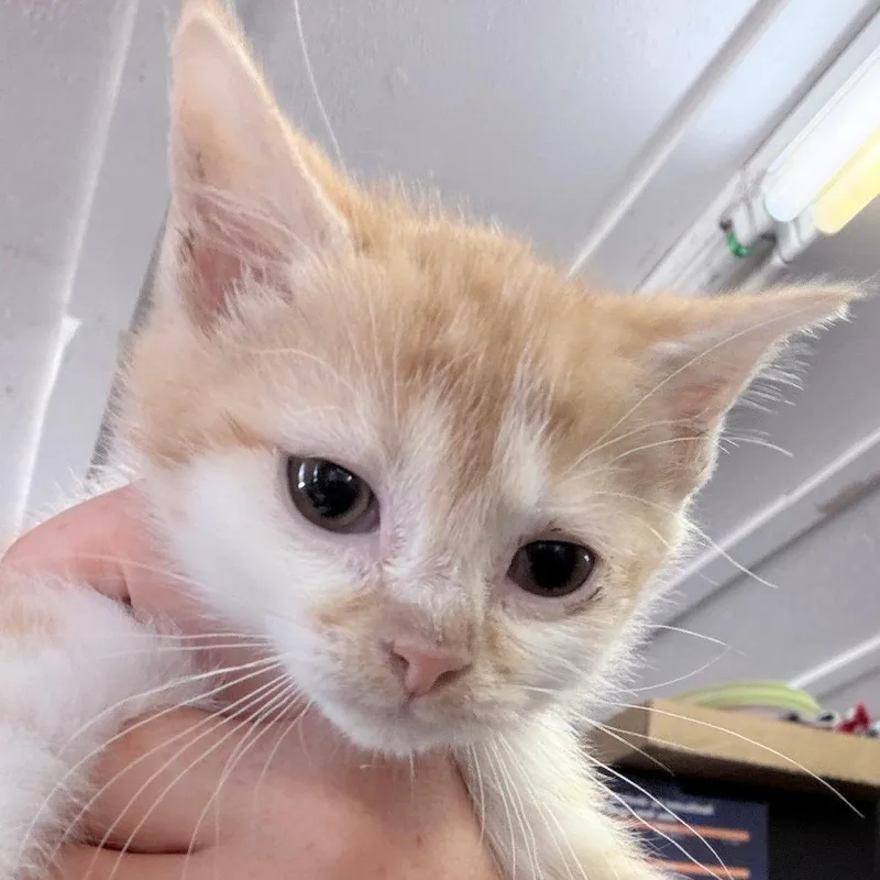 A baby small-sized female Orange / Red Domestic Short Hair cat named Fiona for adoption in Russellville, KY