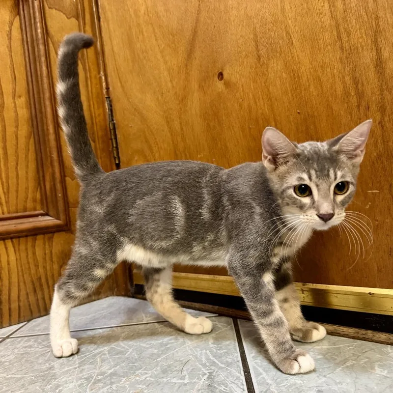 A baby small-sized male Domestic Short Hair cat named Billy for adoption in Edinburg, TX