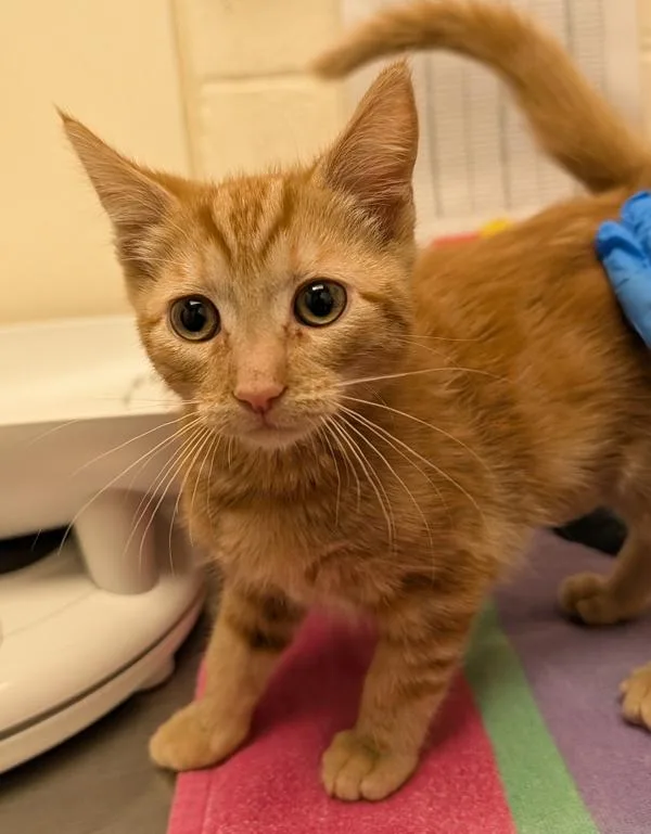A baby small-sized female Domestic Short Hair cat named Isabella Bird for adoption in Santa Rosa, CA