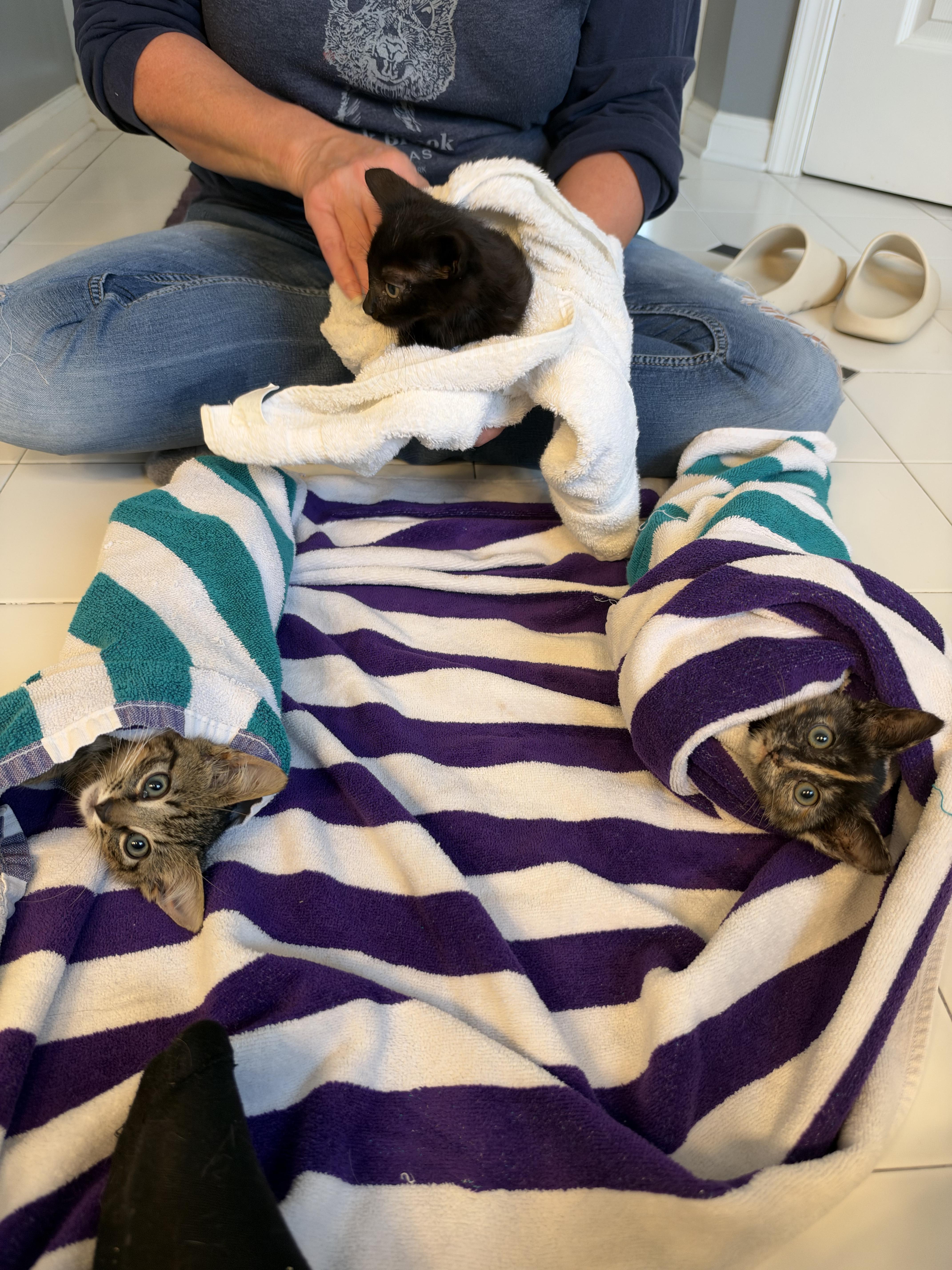 A baby small-sized female Tortoiseshell cat named Maple for adoption in Wanaque, NJ