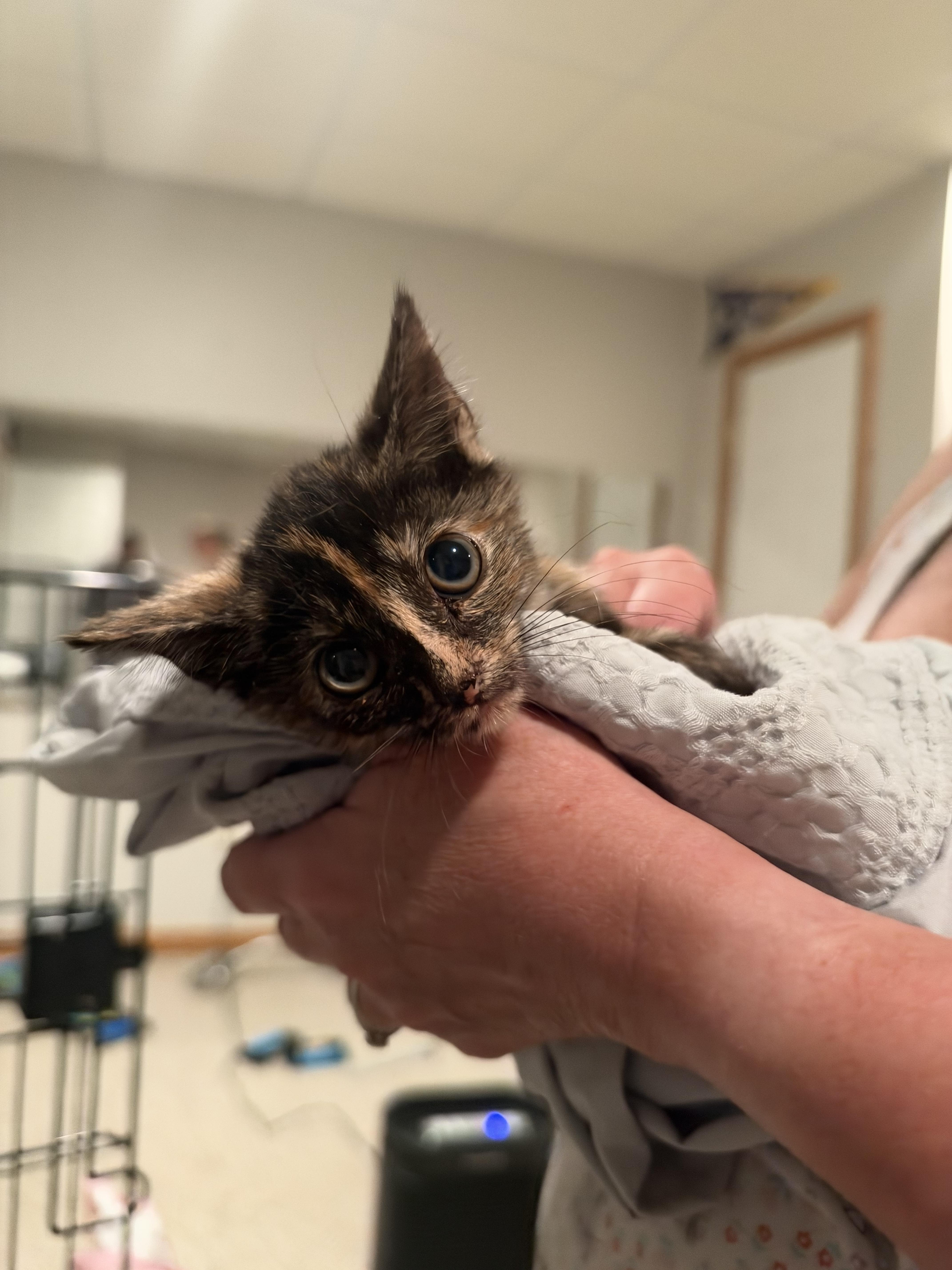 Maple thumbnail 2