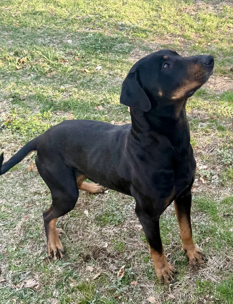 An adult large-sized male Black Rottweiler dog named Asher for adoption