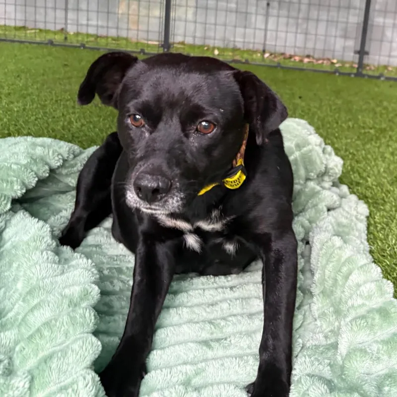 Mama Chocolate thumbnail 2