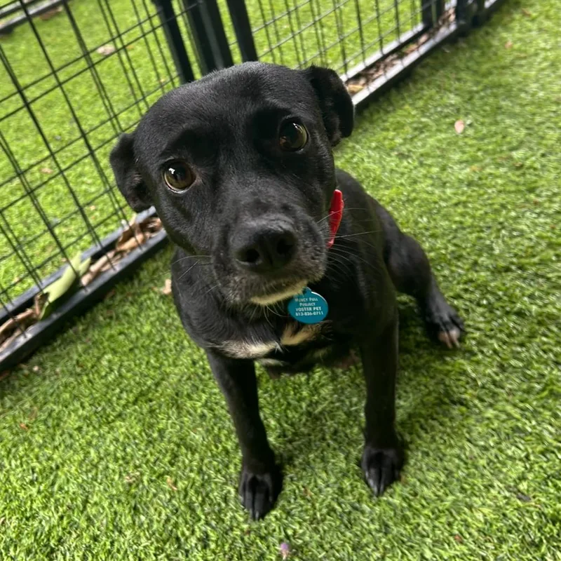 Mama Chocolate thumbnail 3