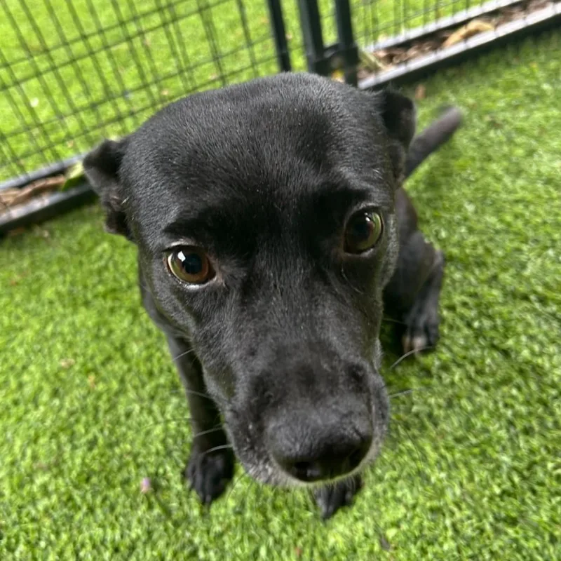 Mama Chocolate thumbnail 4