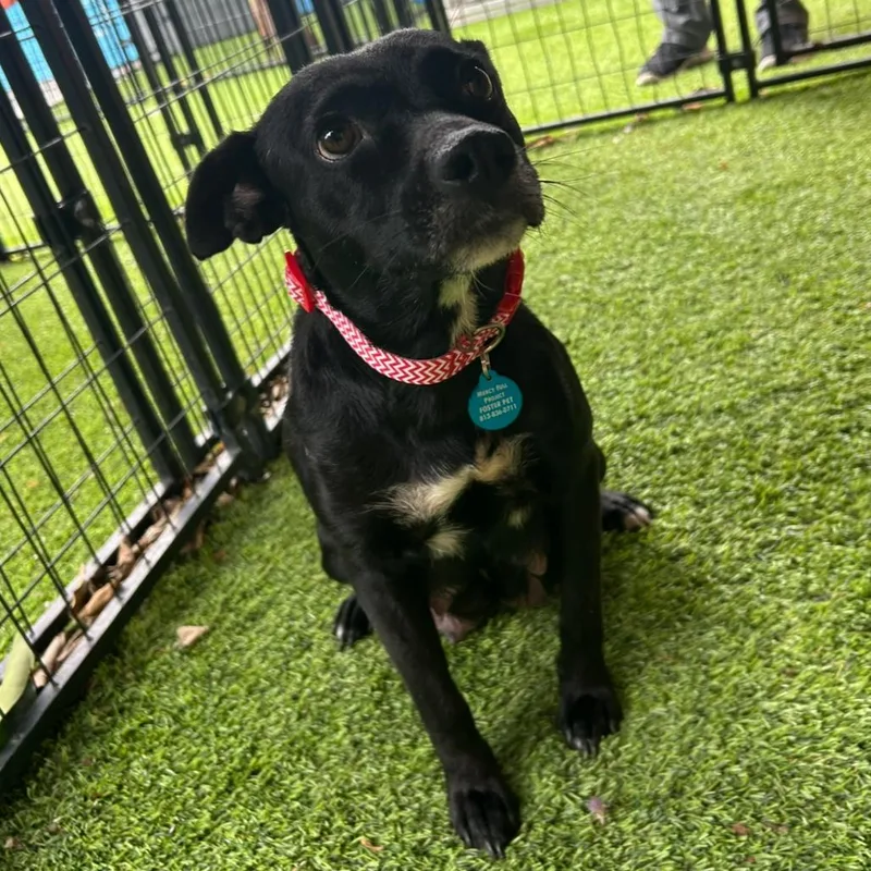 Mama Chocolate thumbnail 5