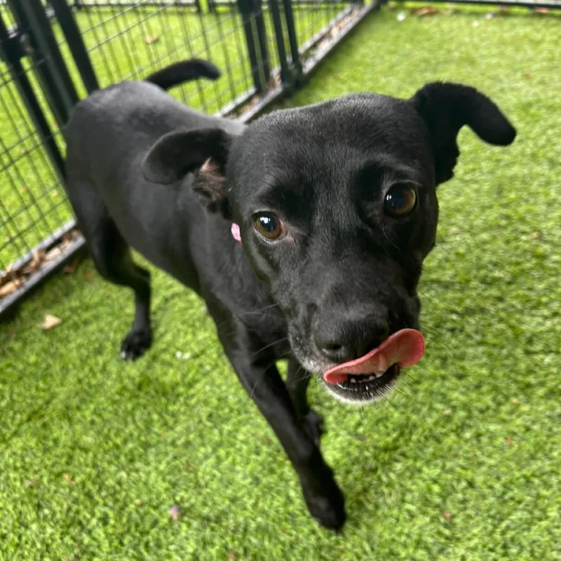 Mama Chocolate thumbnail 6