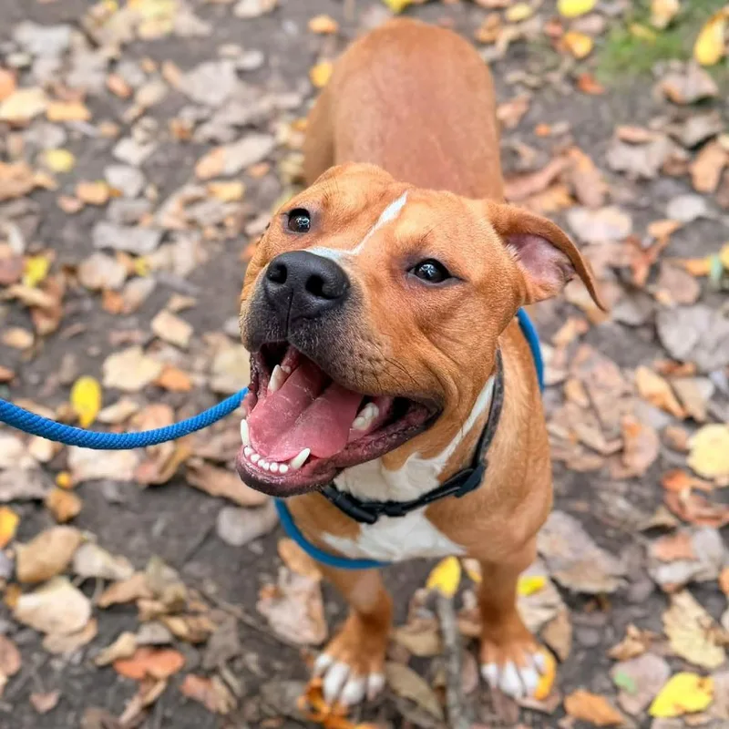 An adult medium-sized male Mixed Breed dog named A.t. for adoption in Grand Rapids, MI