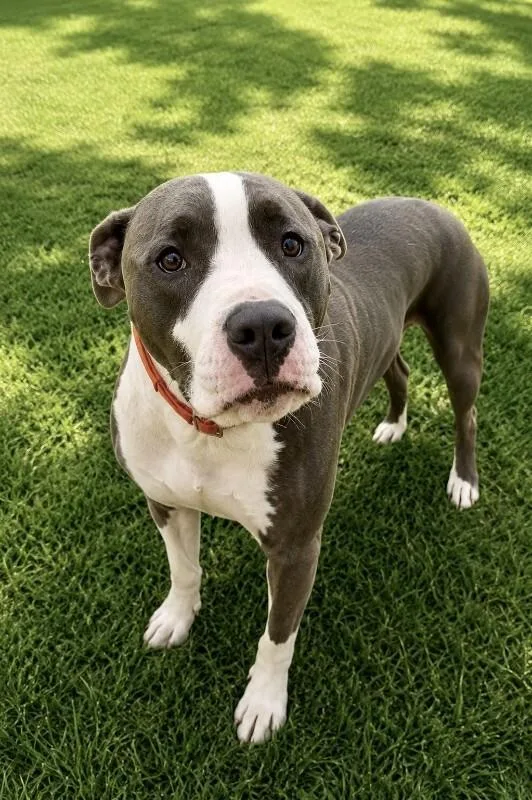 An adult medium-sized male White / Cream Pit Bull Terrier dog named Ed for adoption in Maryville, TN