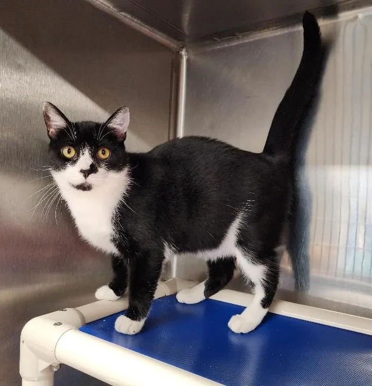 An adult medium-sized male Black & White / Tuxedo Tuxedo cat named Panda for adoption in Washingtonville, NY