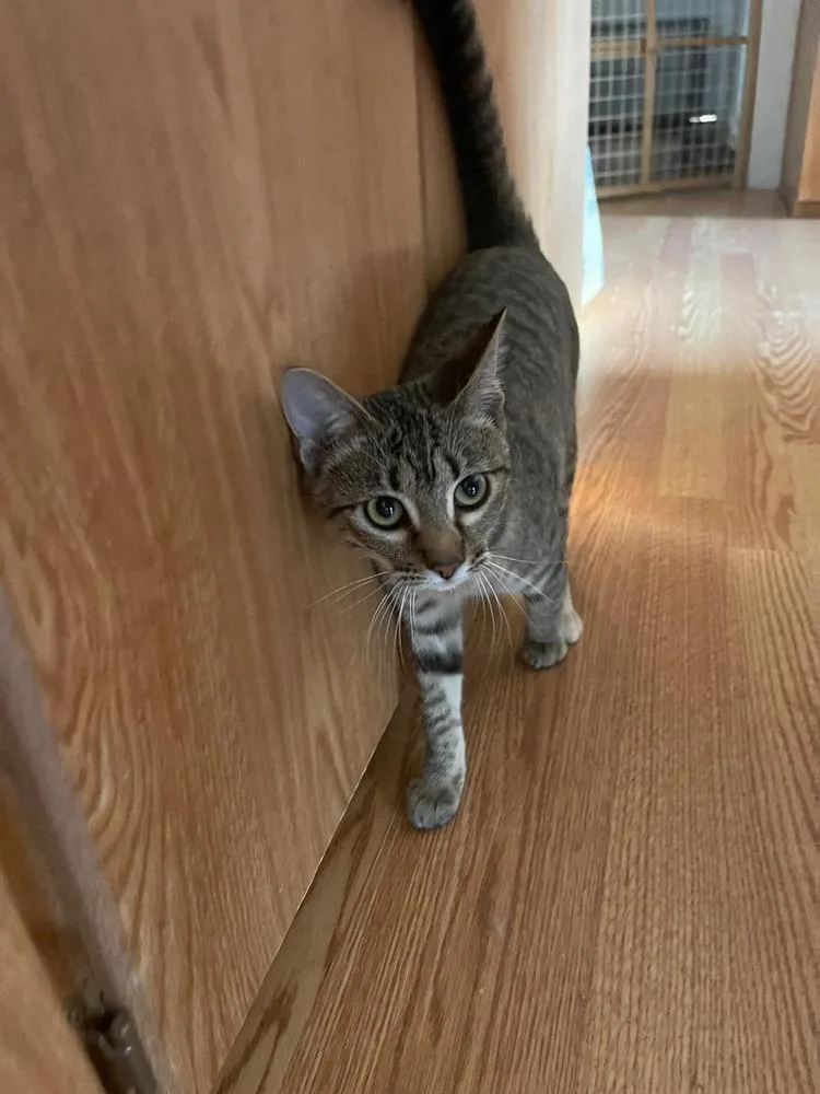 Jalapeno thumbnail 3