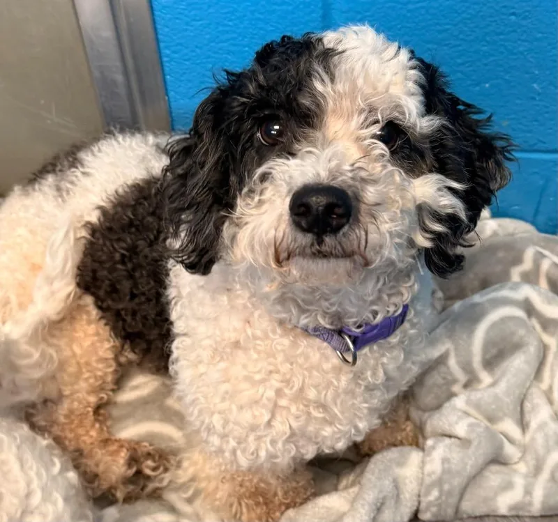 An adult small-sized male Bichon Frise dog named Tot for adoption in Defiance, OH