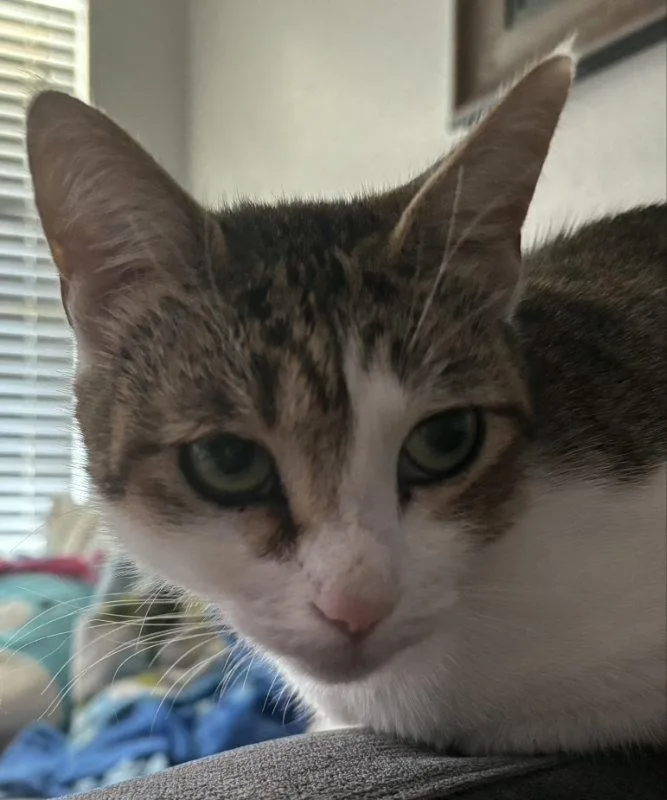 An adult medium-sized female Tabby cat named Poi Poi for adoption in MONTGOMERY, TX