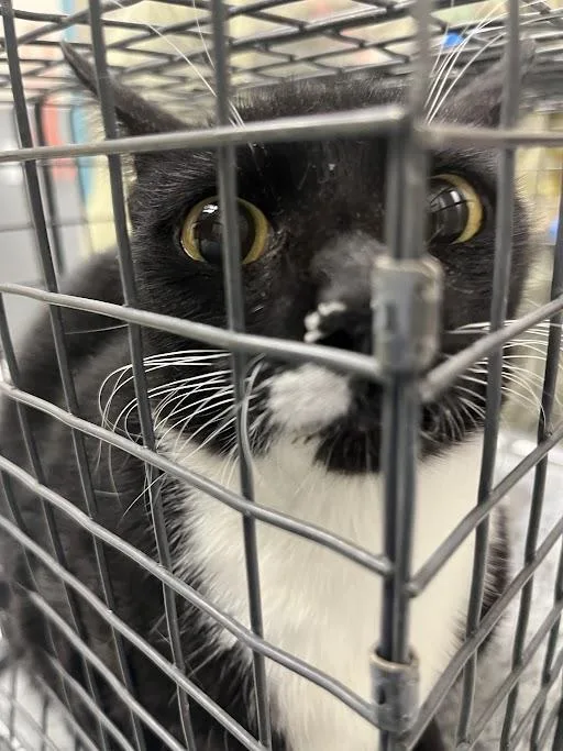 A young medium-sized female Domestic Short Hair cat named Tammy for adoption in Las Vegas, NV