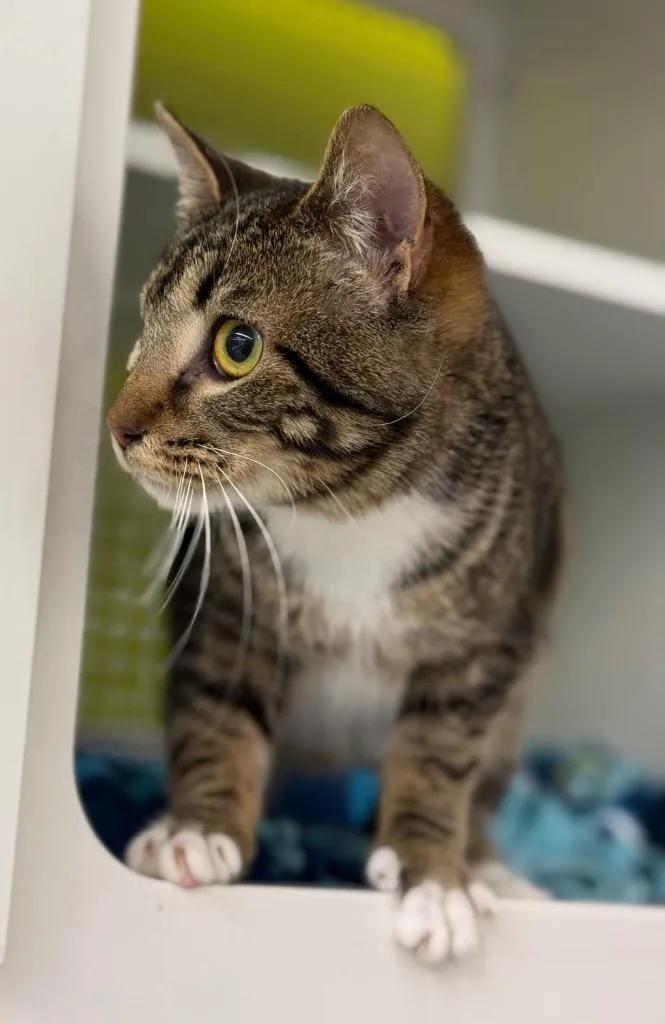 A young small-sized female Domestic Short Hair cat named Sweet Girl for adoption in Gorham, ME