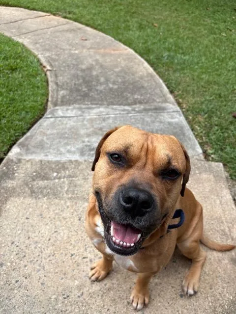 An adult medium-sized male Pit Bull Terrier dog named Sid for adoption in Newnan, GA