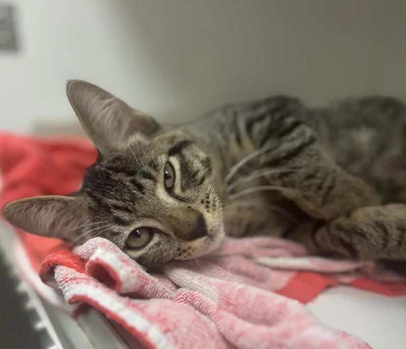 A baby small-sized male Domestic Short Hair cat named Varian for adoption in Texas City, TX
