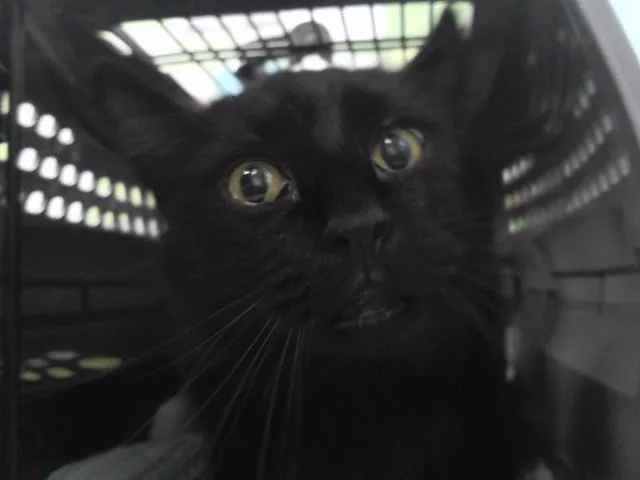 A senior medium-sized male Domestic Long Hair cat named Twix for adoption in Omaha, NE