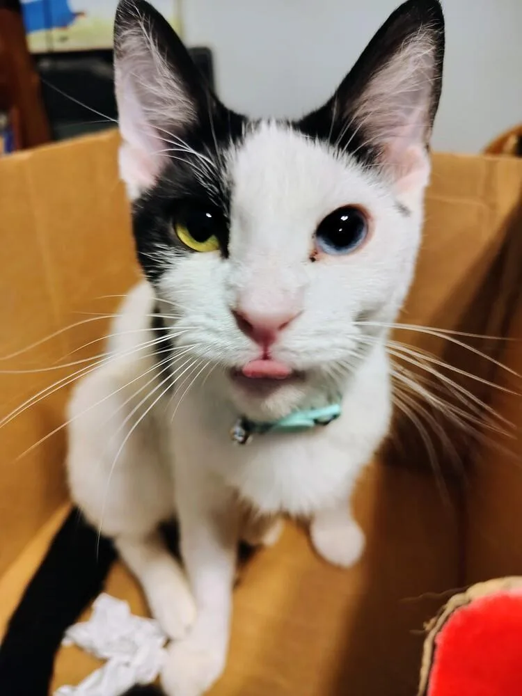 Pretty Boy