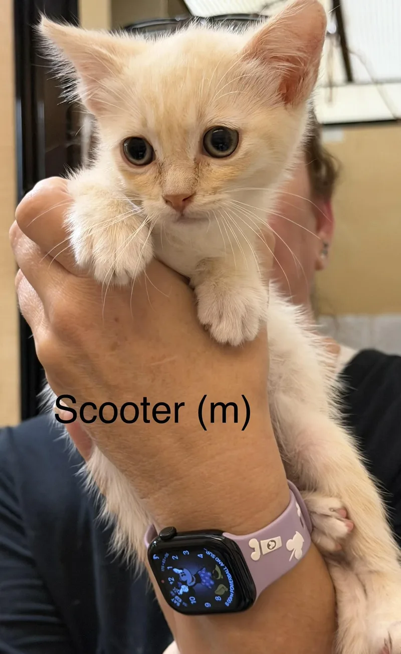 A baby small-sized male Domestic Short Hair cat named Scooter for adoption in Dixon, CA