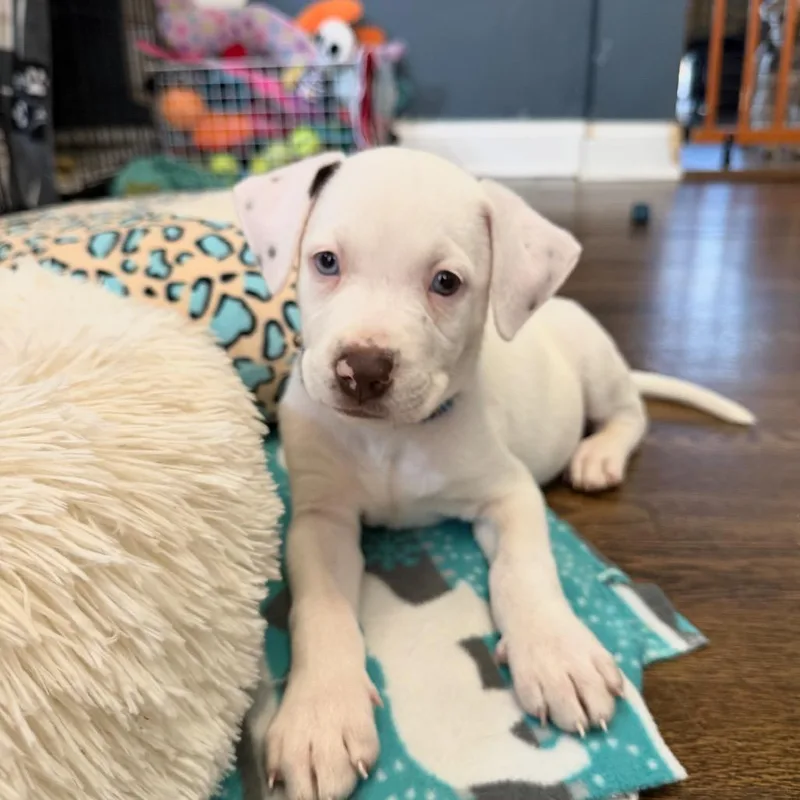 A baby medium-sized male White / Cream Mixed Breed dog named Tiger for adoption in Joliet, IL