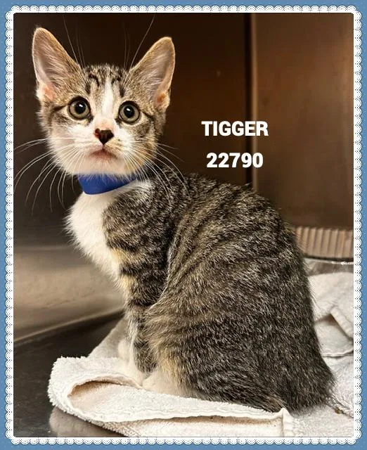 A baby small-sized male Domestic Medium Hair cat named Tigger for adoption in Marietta, GA