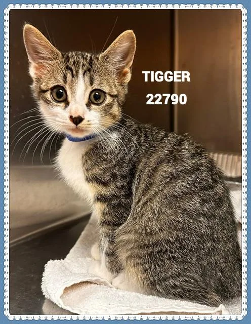 Tigger thumbnail 2