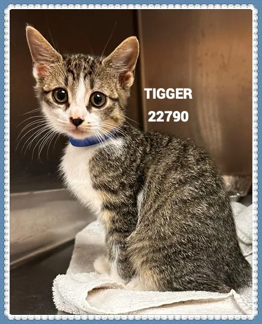 Tigger thumbnail 3