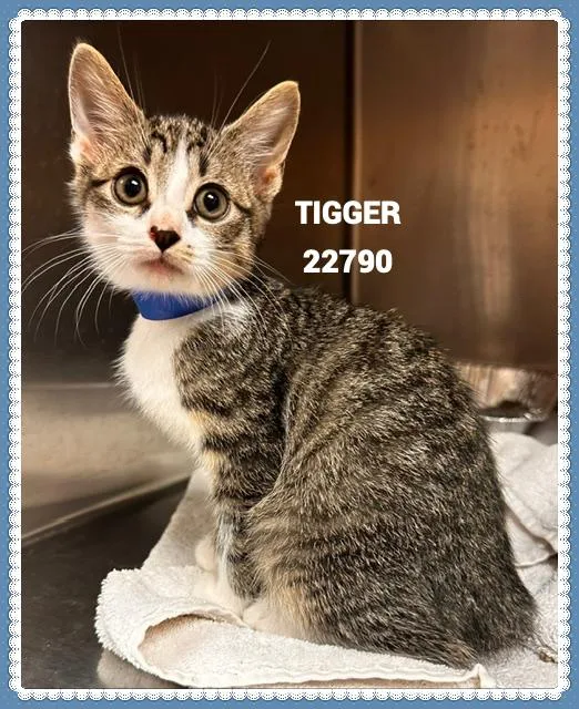 Tigger thumbnail 4