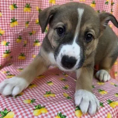A baby small-sized female Brown / Chocolate Shepherd dog named Kimi Finster for adoption in Greenville, SC
