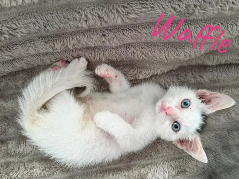 Waffles thumbnail 2