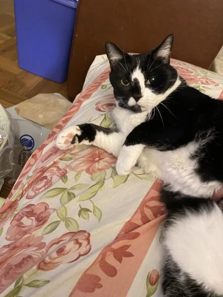 An adult large-sized female Domestic Short Hair cat named Nilah for adoption in New York, NY