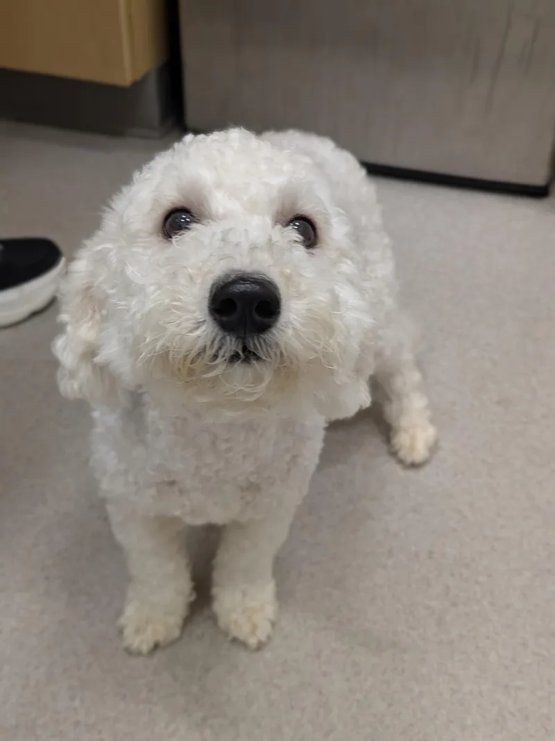 An adult small-sized female White / Cream Bichon Frise dog named 26-297 for adoption in Amityville, NY