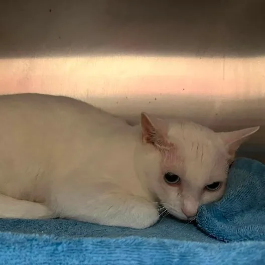 A young medium-sized male White Domestic Short Hair cat named Kevwich for adoption in Rocky Mount, VA