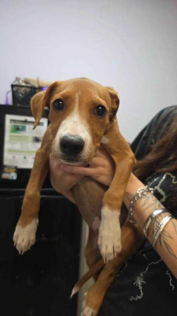 A baby small-sized male American Staffordshire Terrier dog named Mac for adoption in New Braunfels, TX