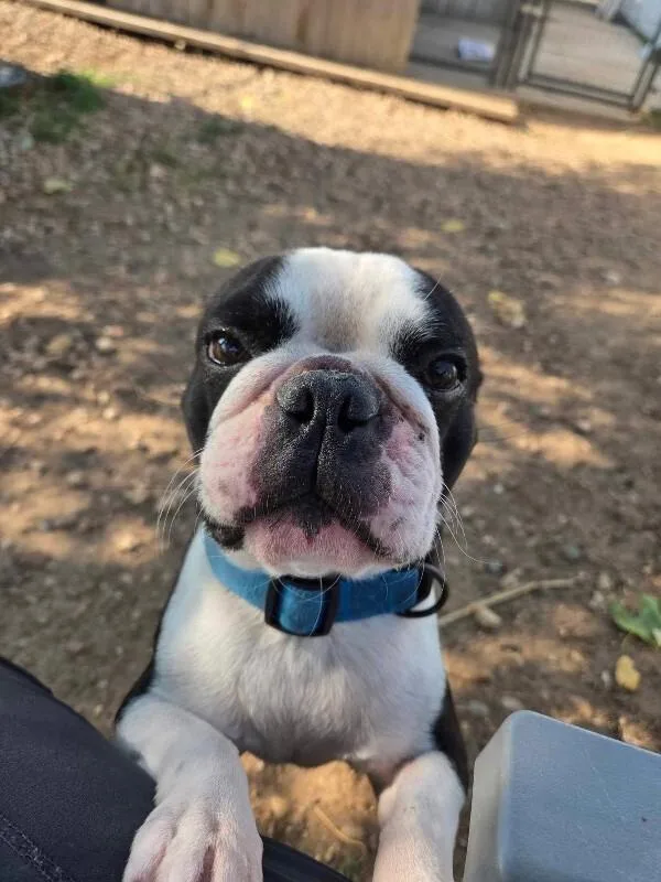 A young small-sized male Boston Terrier dog named Rover for adoption in Windsor, CO