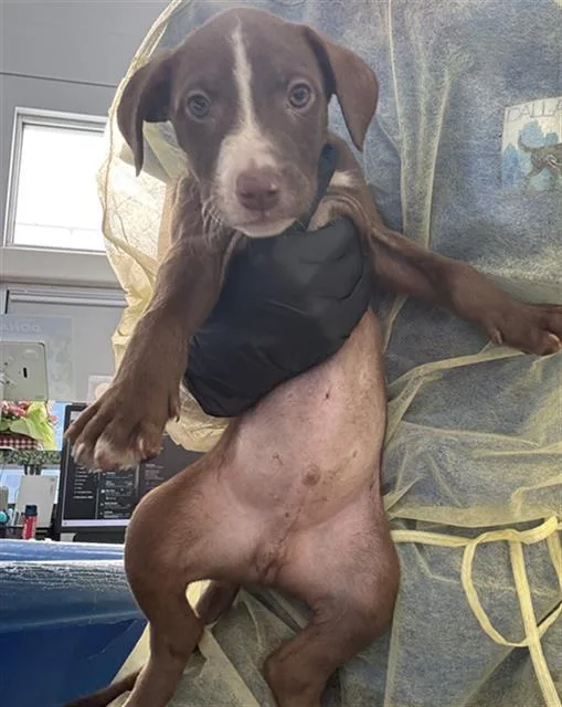 A baby medium-sized male Mixed Breed dog named Finn for adoption in Dallas, TX