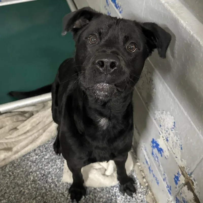 Salsa Verde thumbnail 2