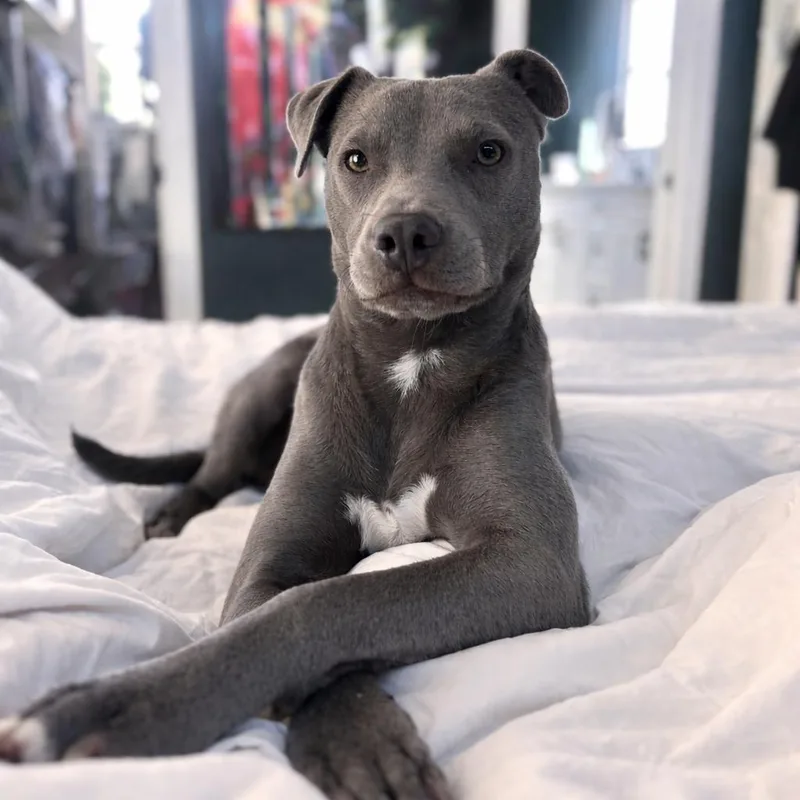 A young medium-sized male Gray / Blue / Silver Labrador Retriever dog named Lil Bit for adoption in New Orleans, LA