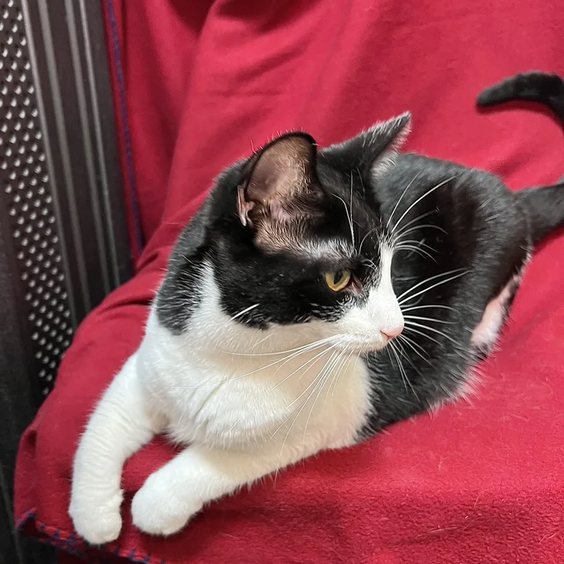 A young medium-sized female Black & White / Tuxedo Domestic Short Hair cat named Leta  At PetSmart for adoption in Fairmont, MN
