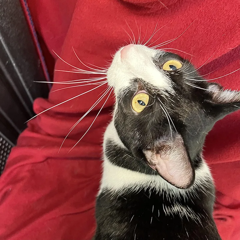 Leta  At PetSmart thumbnail 5